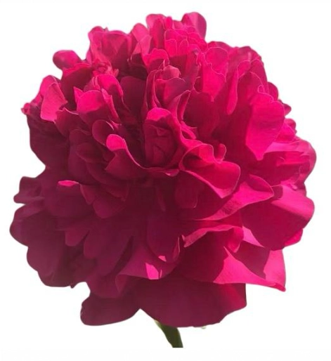 Paeonia vassili