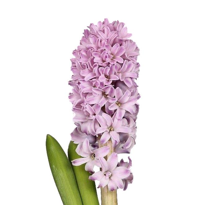 Hyacinthus splendid cornelia