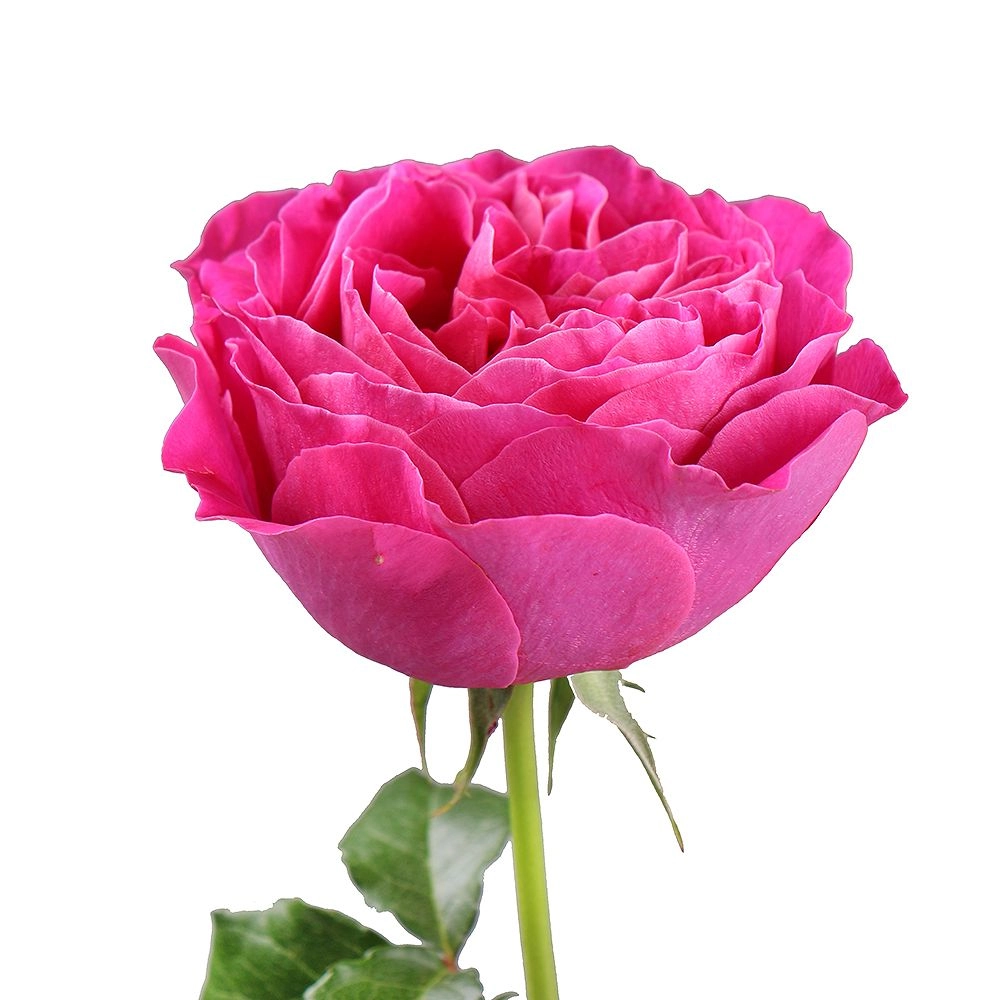 Rose david austin kate