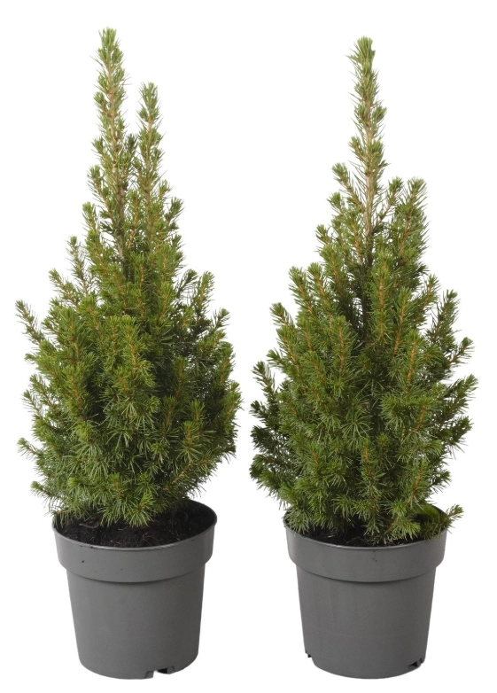 Picea potted glauca conica