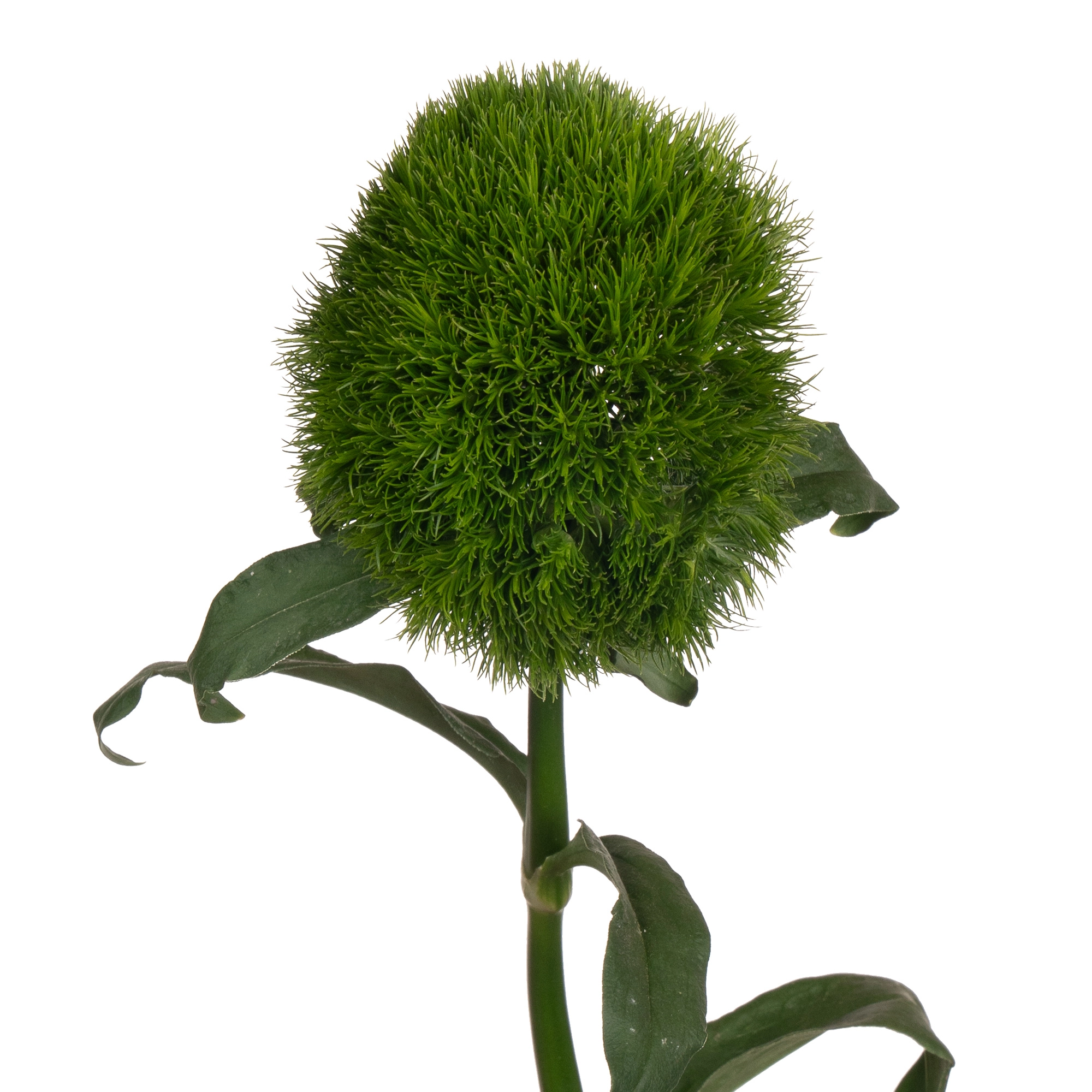 Carnation barbatus green trick