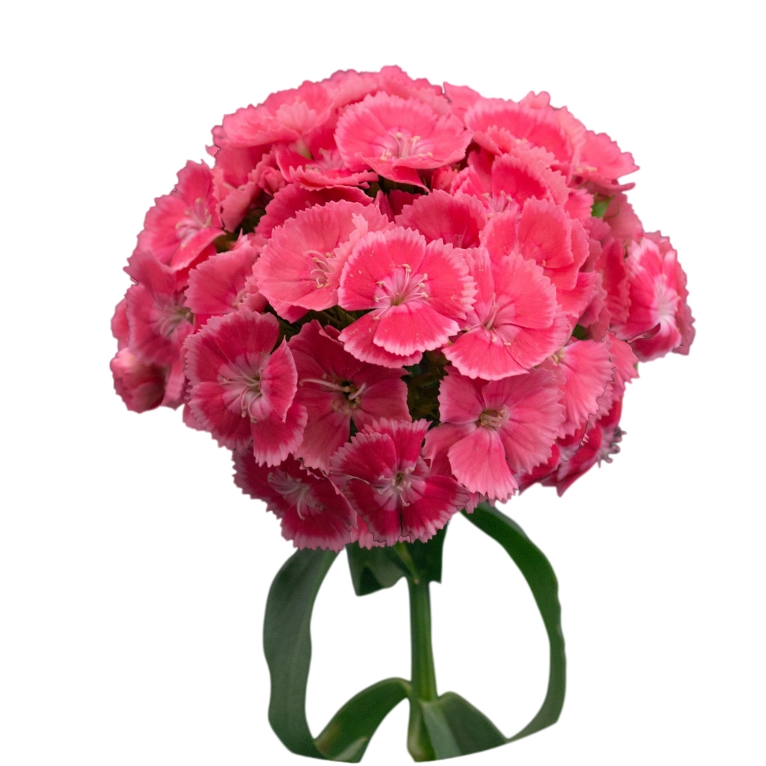 Carnation barbatus dark pink