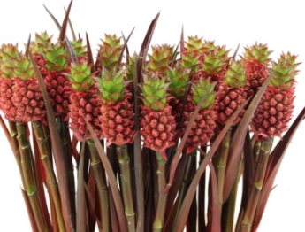 Ananas brazilie