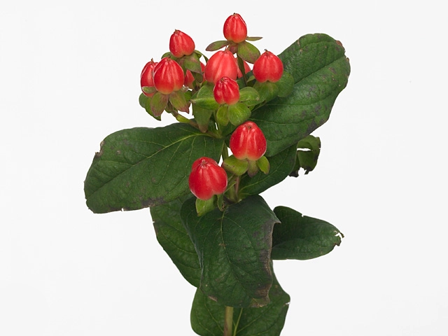 Hypericum magical lightning