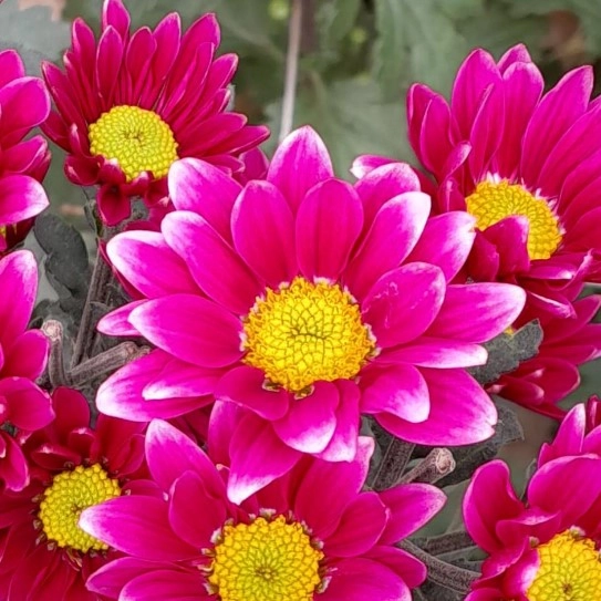 Chrysanthemum spray2 21-01-000