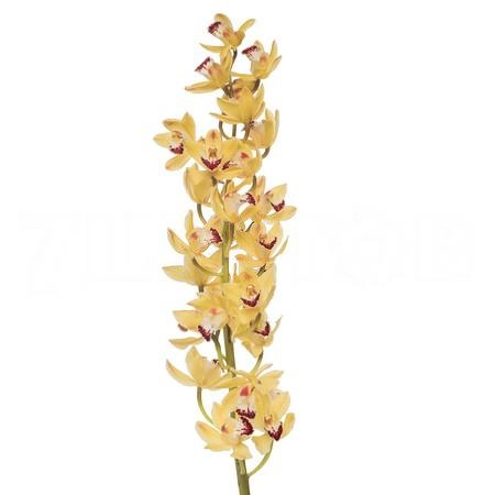 Cymbidium mini geel