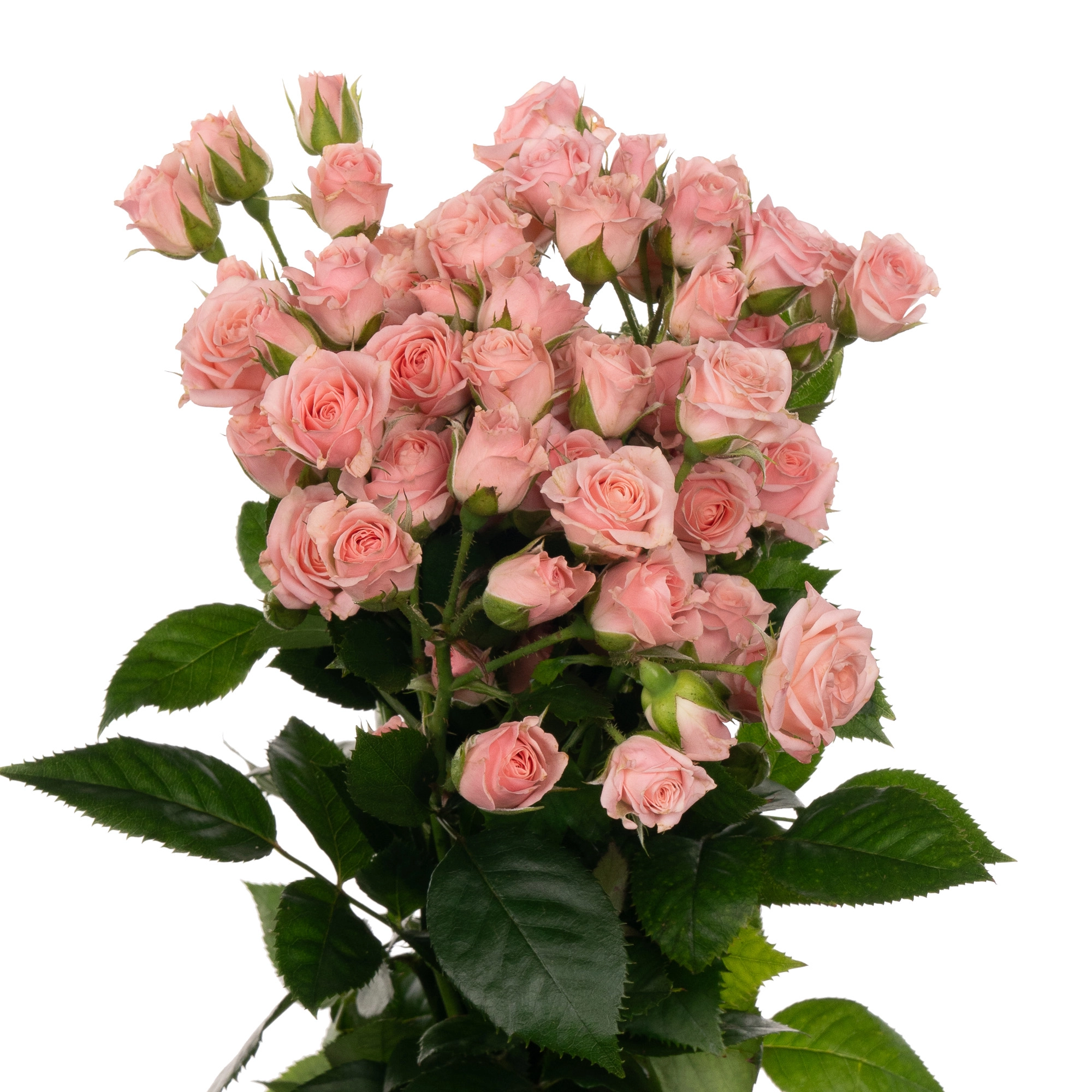 Rose spray lydia