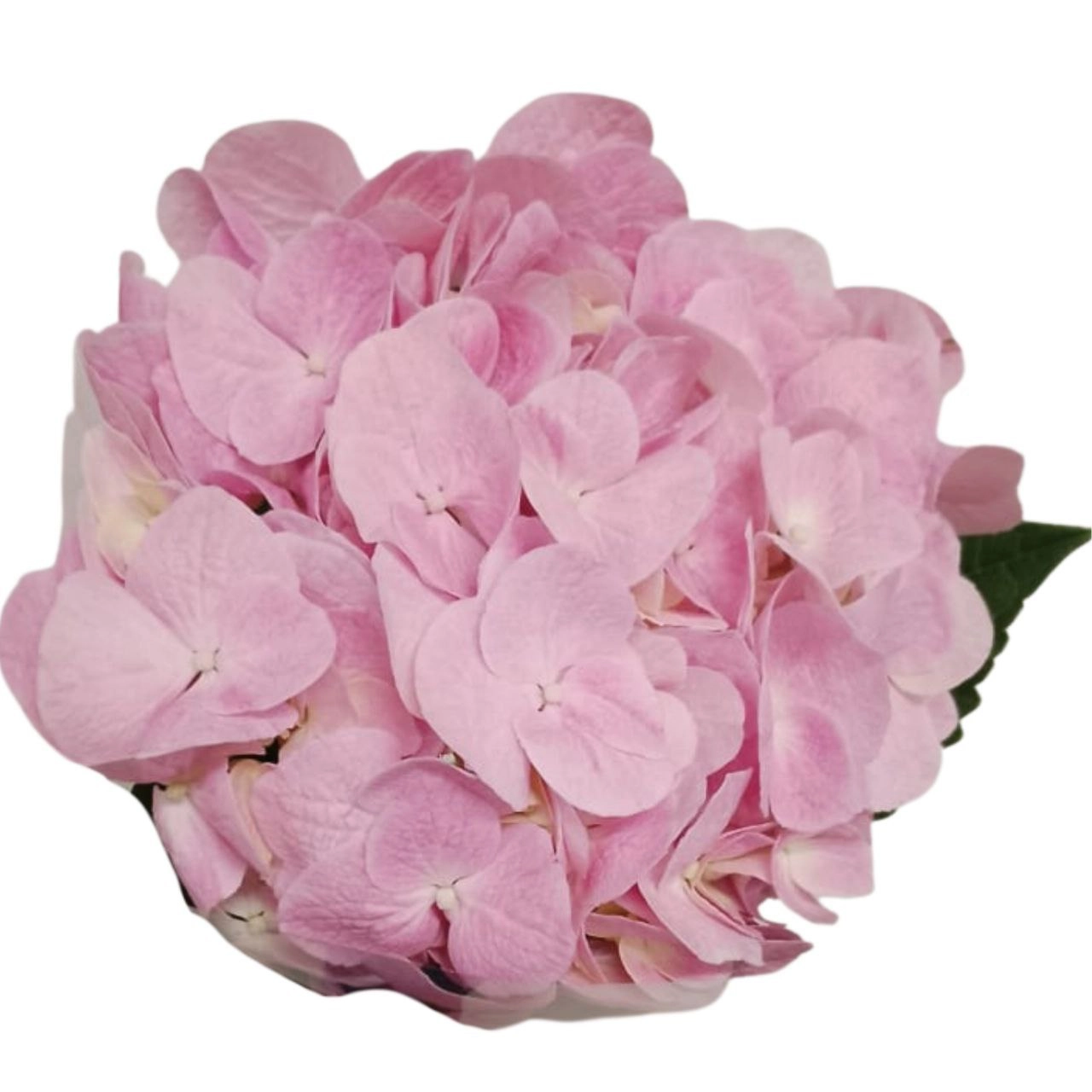 Hydrangea hydrabloom pink progress