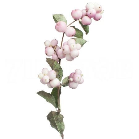 Symphoricarpos magical pride