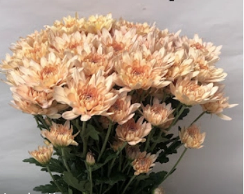 Chrysanthemum pompon linette | Wholesale flowers, plants and supplies Chrysanthemum pompon linette