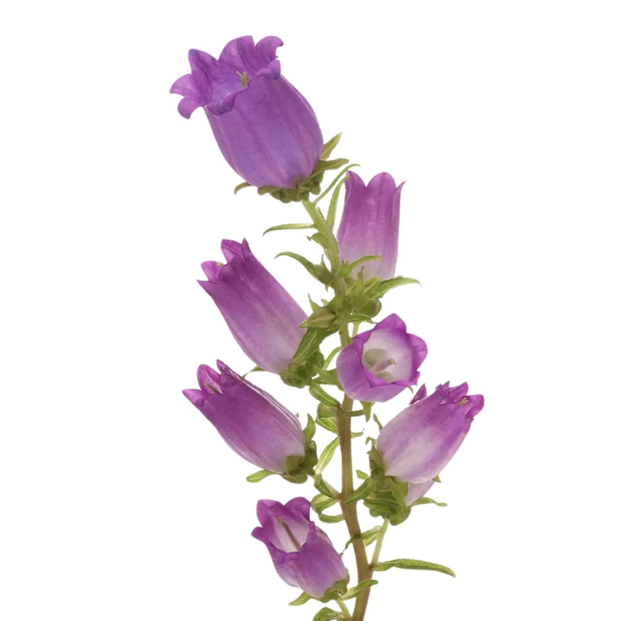 Campanula lilac | Wholesale flowers, plants and supplies Campanula lilac