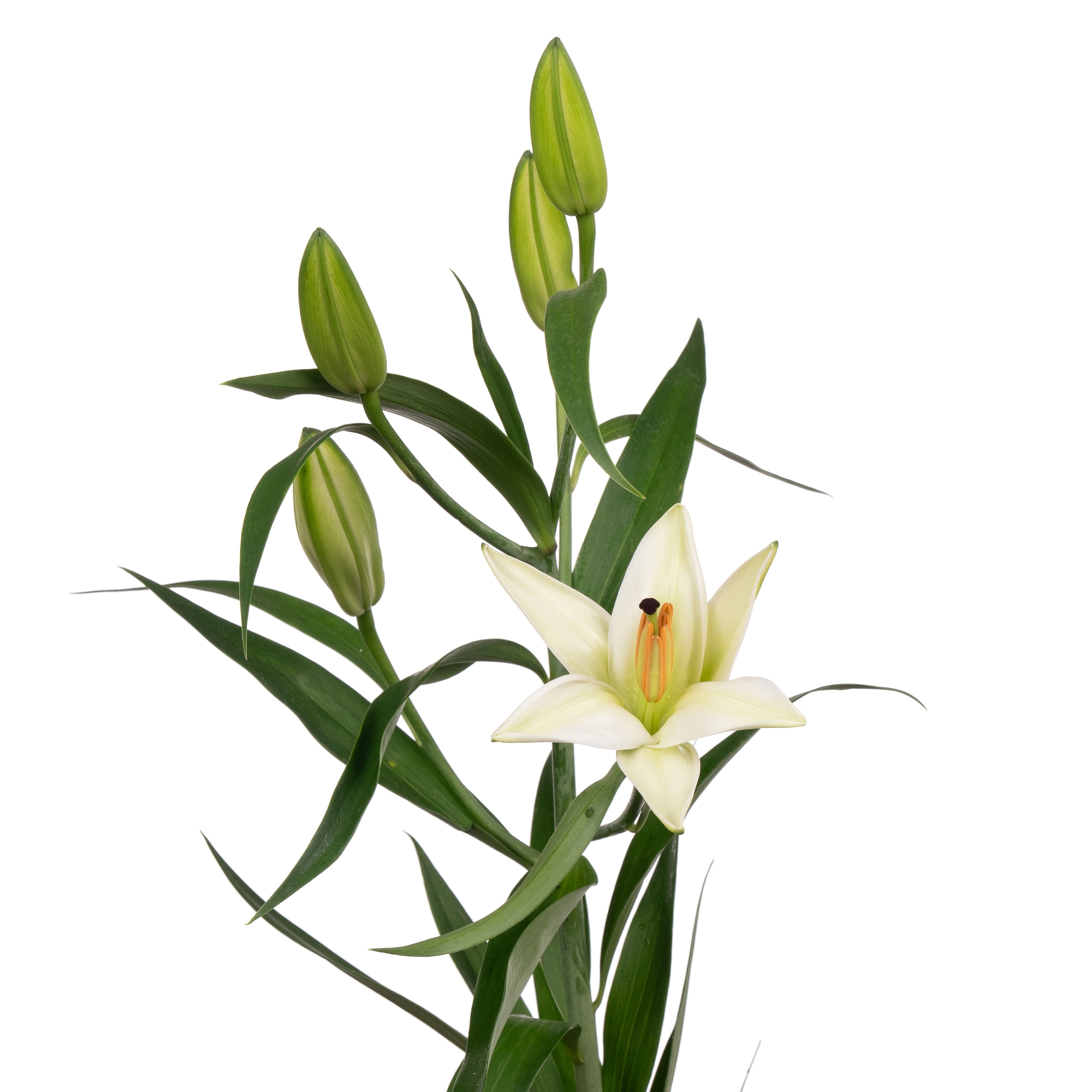 Lilium oriental white