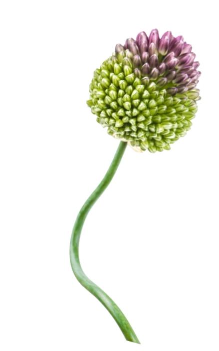 Allium purple crazy | Wholesale flowers, plants and supplies Allium purple crazy