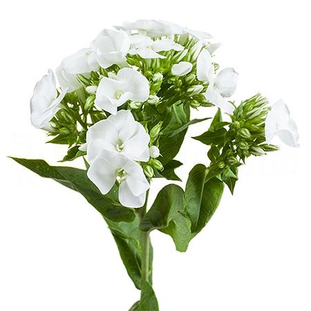 Phlox white cap