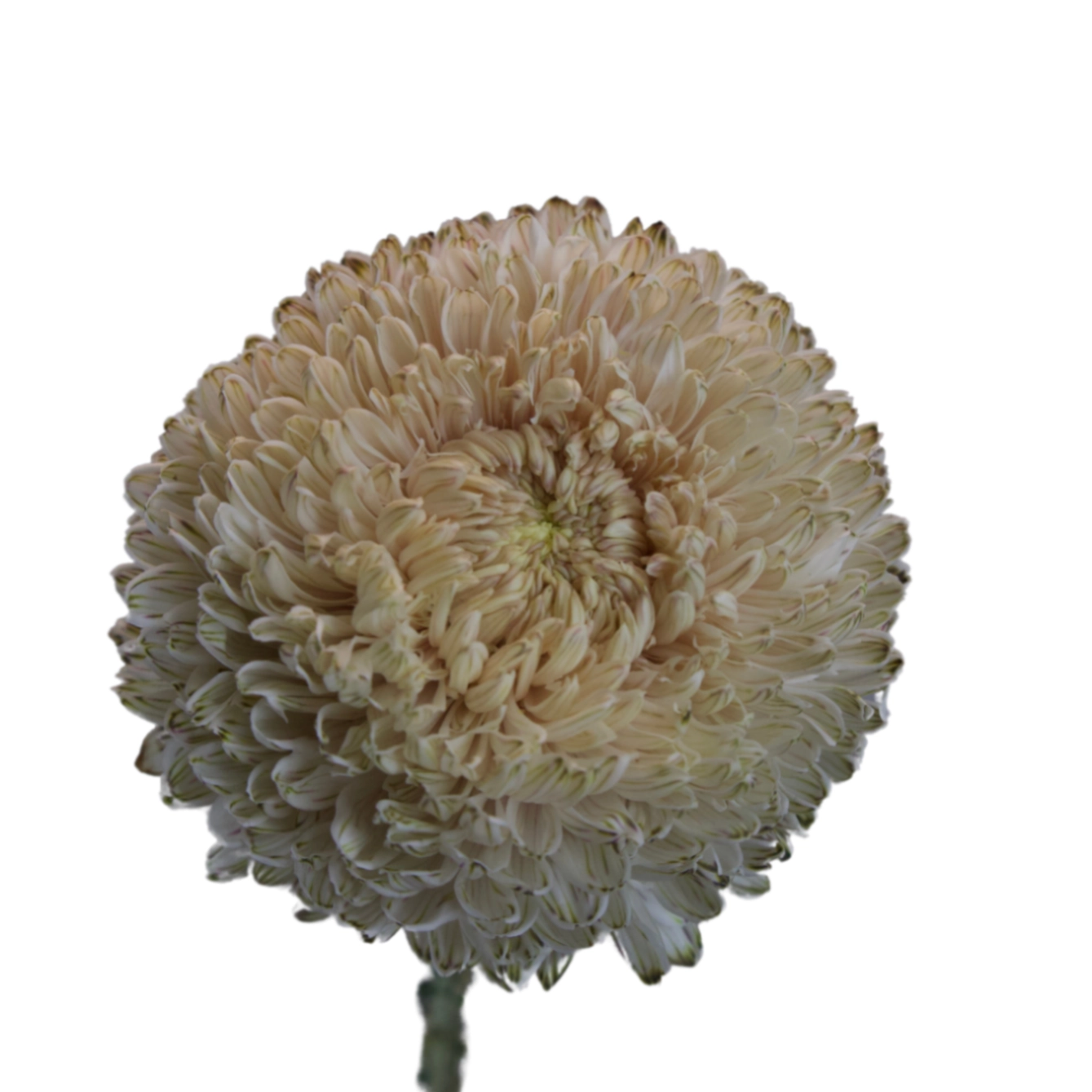 Chrysanthemum tinted bronze