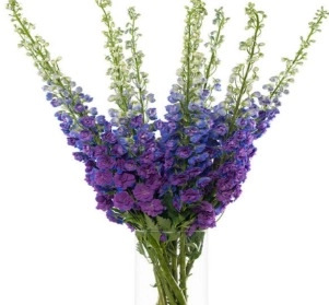 Delphinium dark night