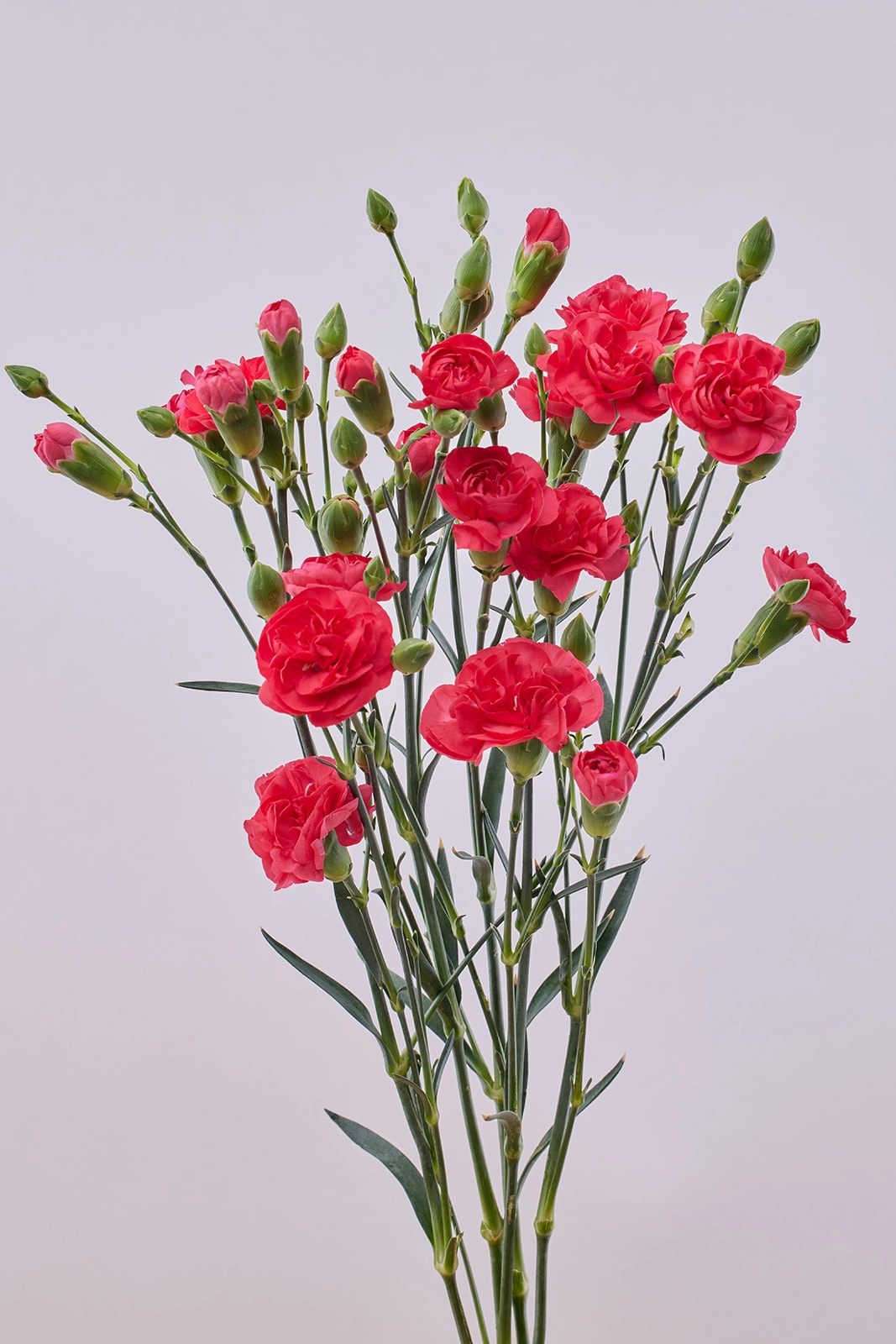 Carnation spray cherry time