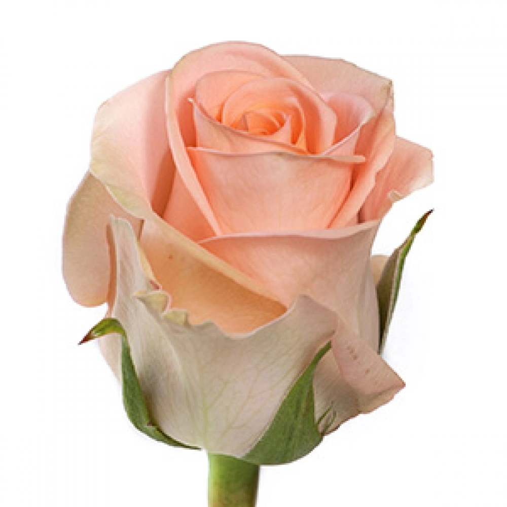 Rose mayfair!