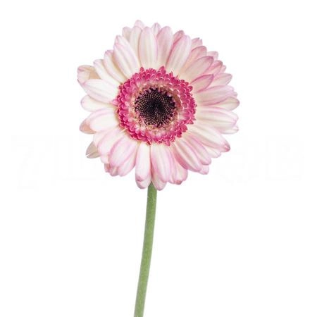Gerbera mini lollipop