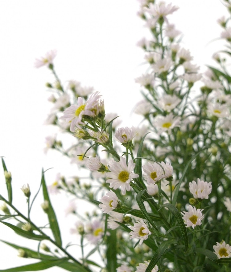 Aster claudia