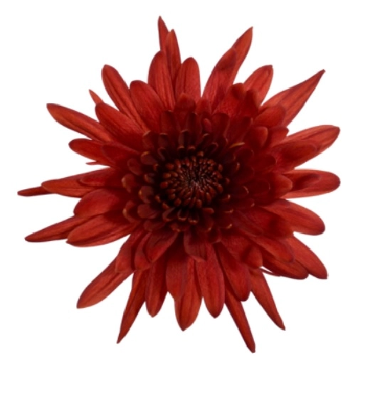 Chrysanthemum morrison