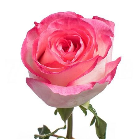Rose boulevard | Wholesale flowers, plants and supplies Rose boulevard