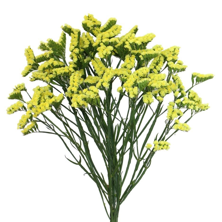Statice star eze | Wholesale flowers, plants and supplies Statice star eze