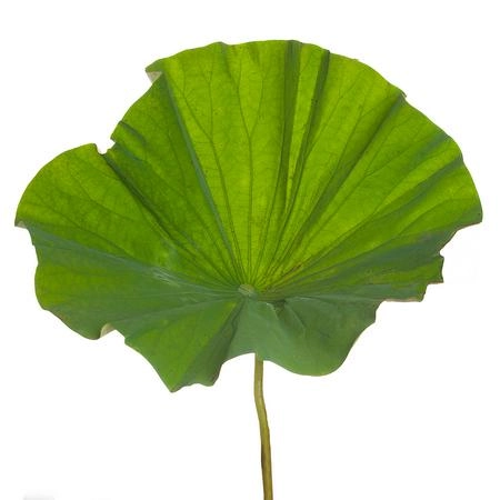 Blad Lotus