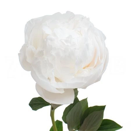 Paeonia madame claude tain