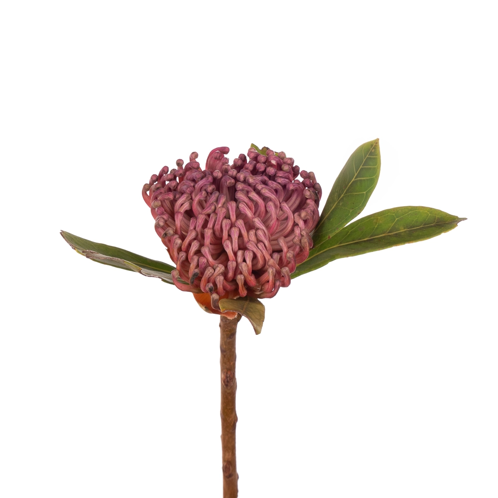 Protea waratah