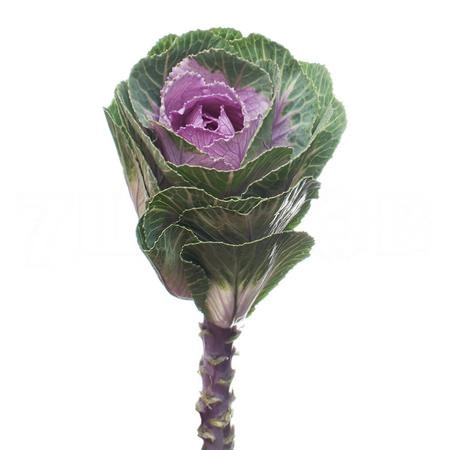 Brassica crane pink