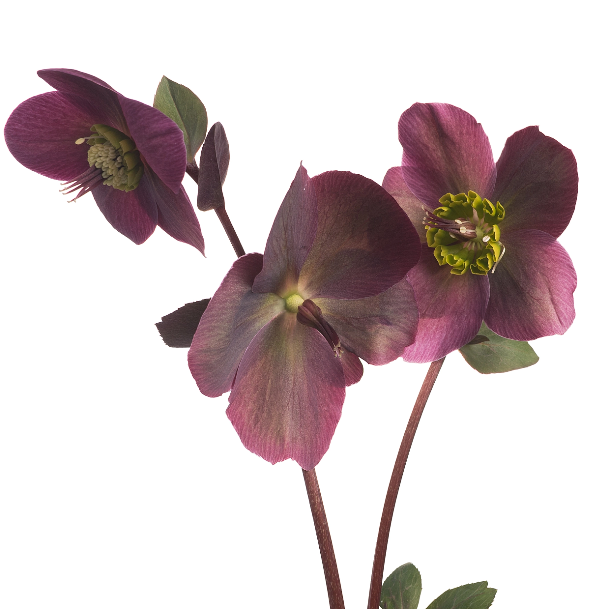 Helleborus anna's red