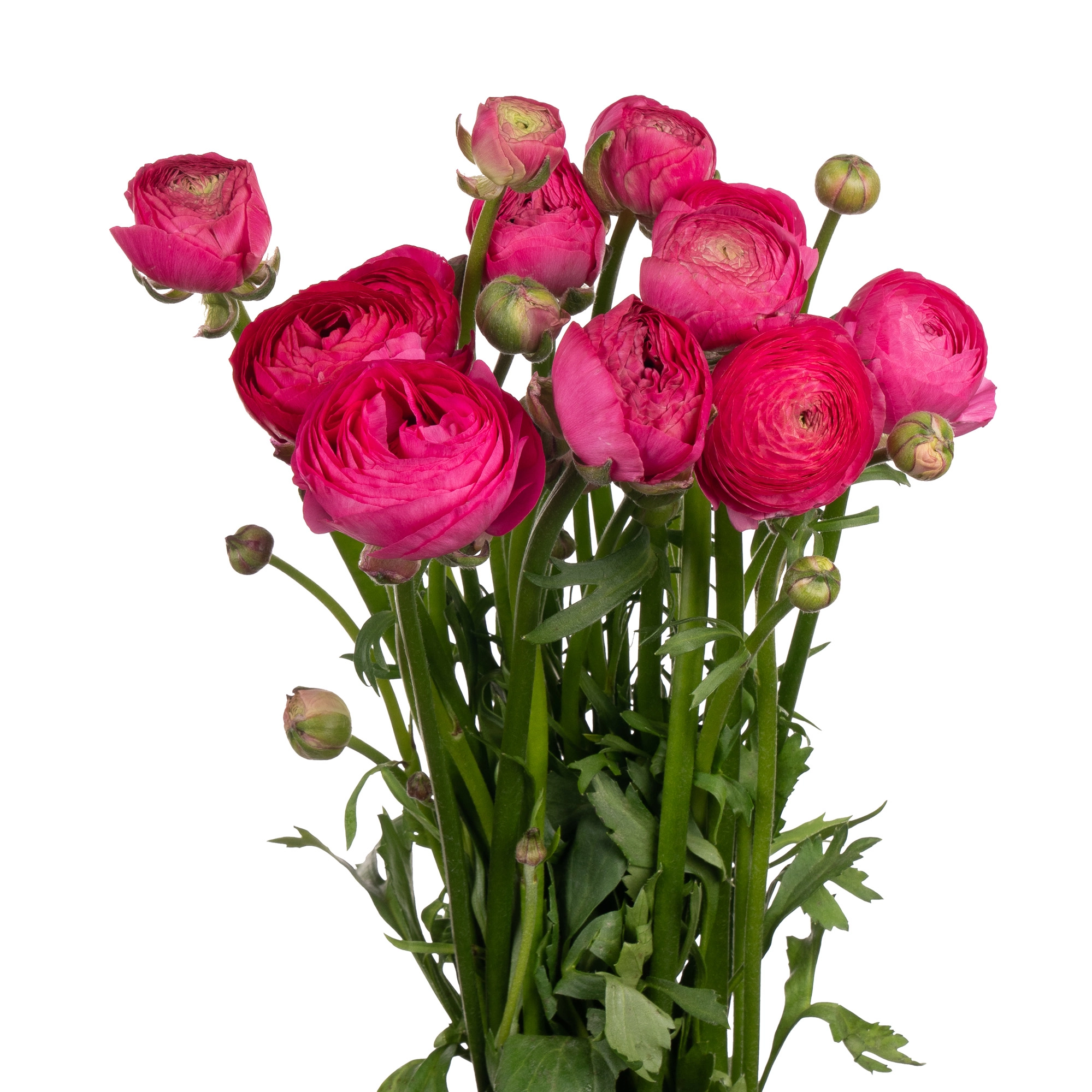 Ranunculus aazur deep rose | Wholesale flowers, plants and supplies Ranunculus aazur deep rose