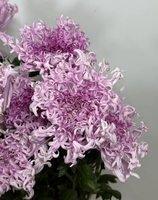 Chrysanthemum yumeno kirameki purple