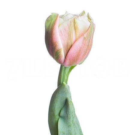 Tulip double sambuca