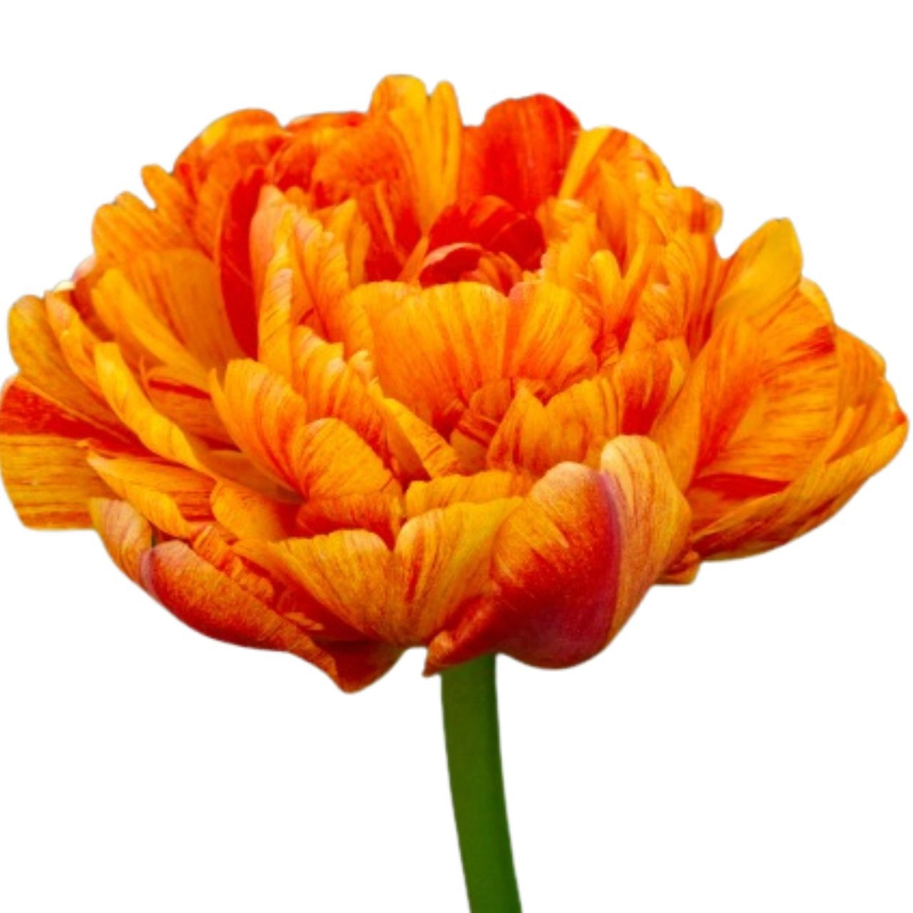 Tulip double sun lover