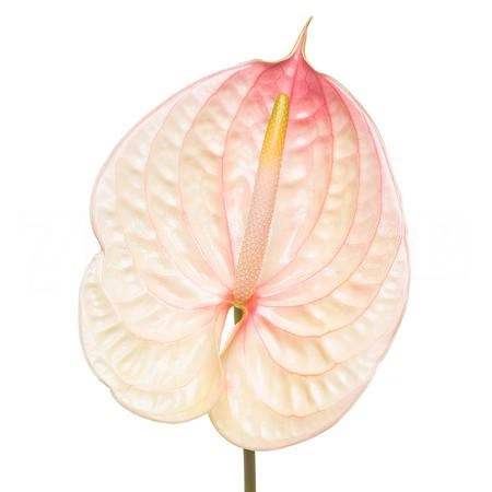 Anthurium nunzia