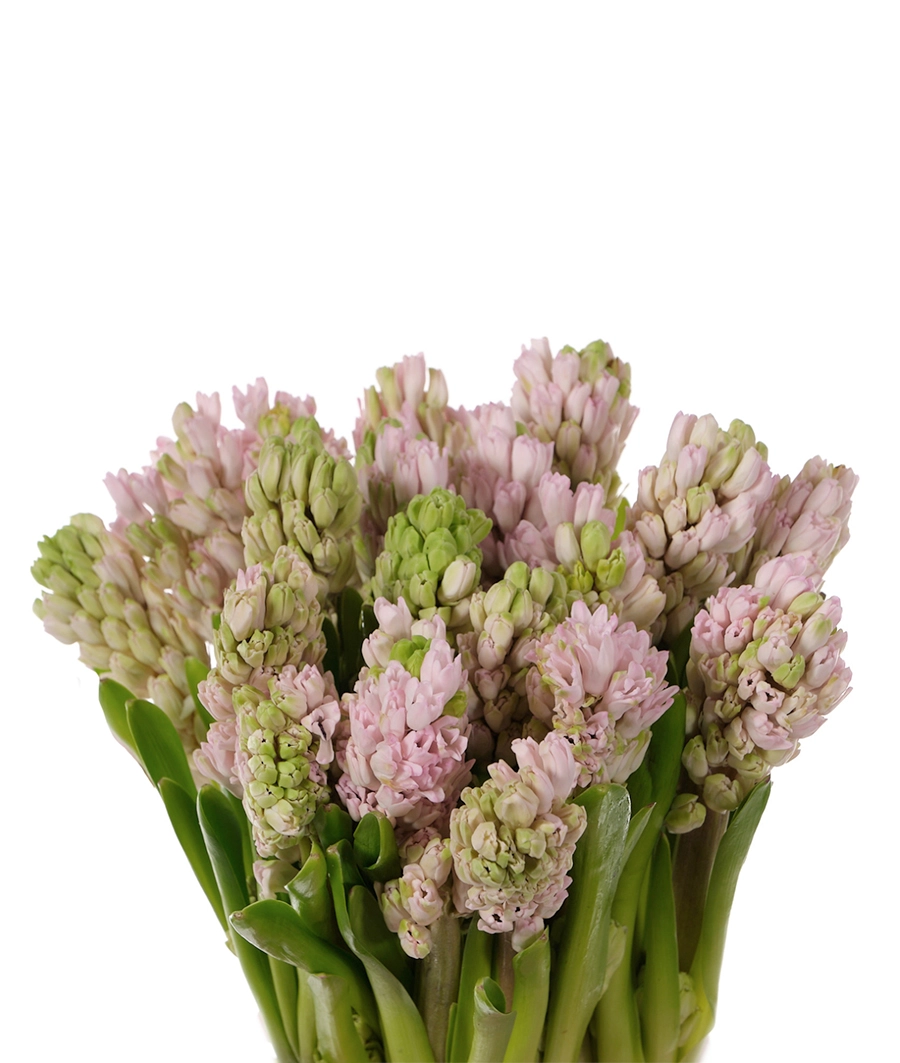 Hyacinths | Wholesale flowers, plants and supplies Hyacinths
