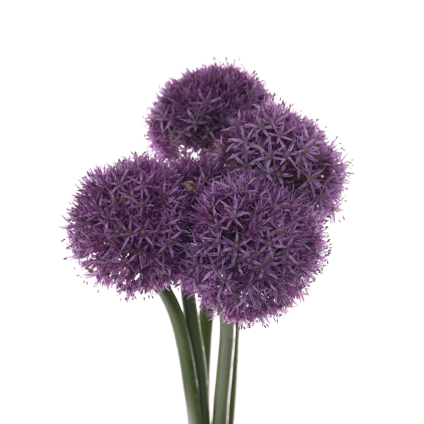 Allium globemaster