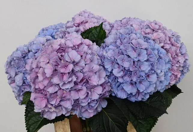 Hydrangea gemengd | Wholesale flowers, plants and supplies Hydrangea gemengd
