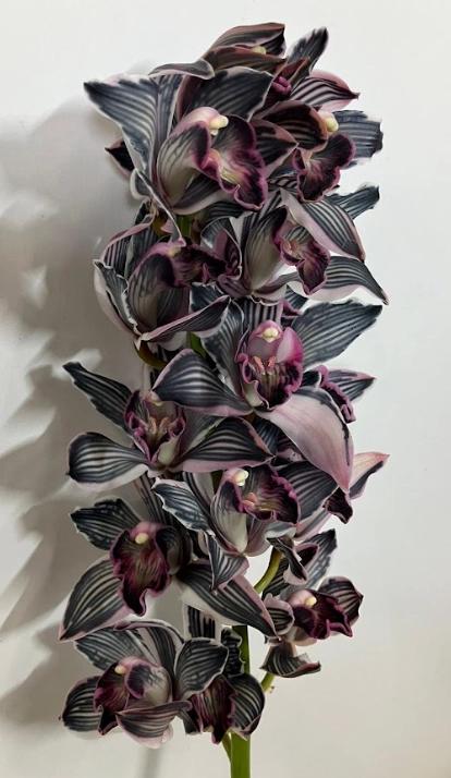 Cymbidium dyed black