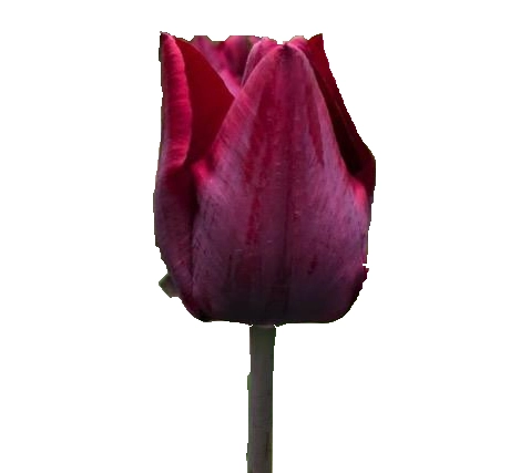 Tulip enkel black jack | Wholesale flowers, plants and supplies Tulip enkel black jack