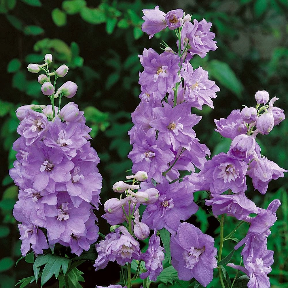 Delphinium elatum milka | Wholesale flowers, plants and supplies Delphinium elatum milka