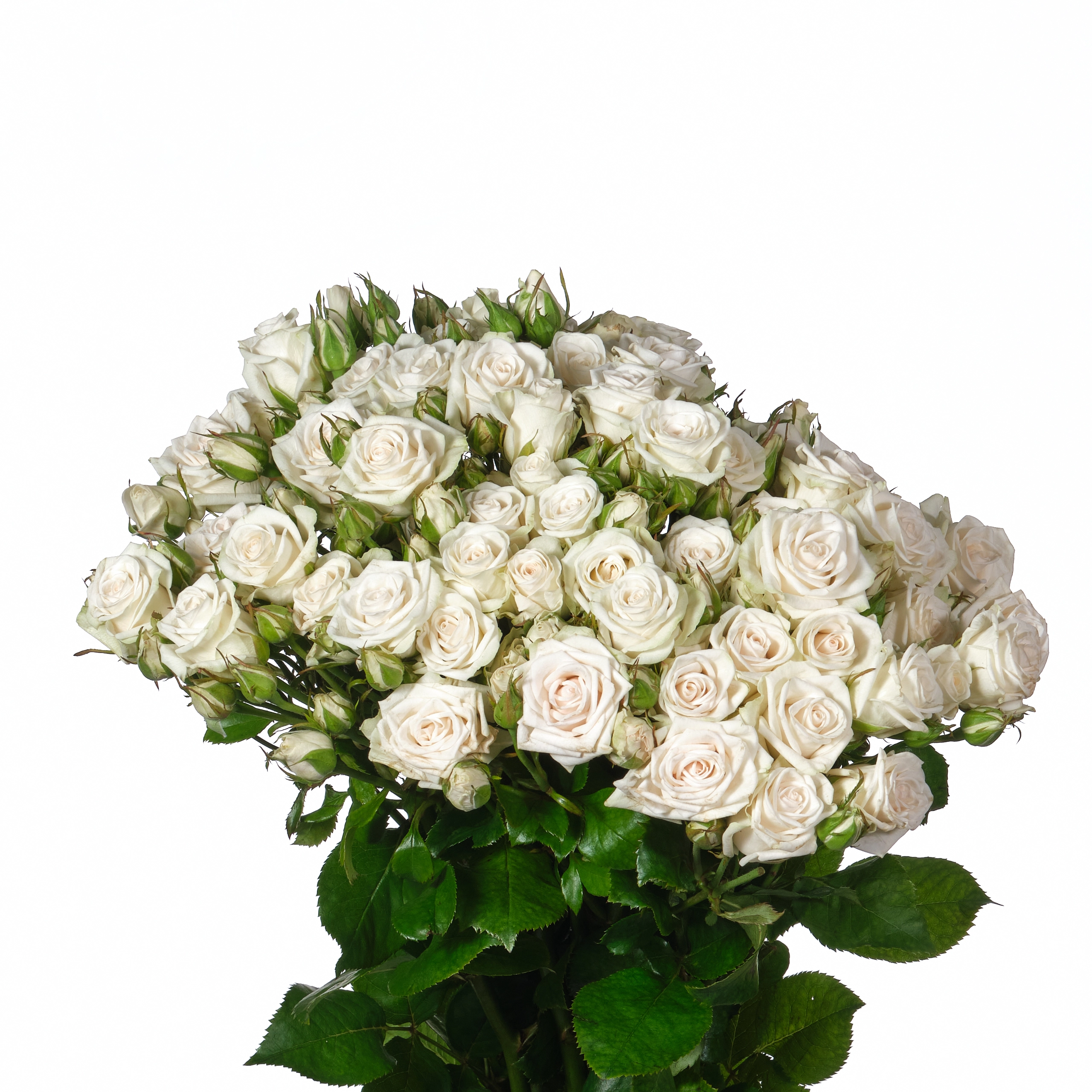 Rose spray royal porcelina | Wholesale flowers, plants and supplies Rose spray royal porcelina