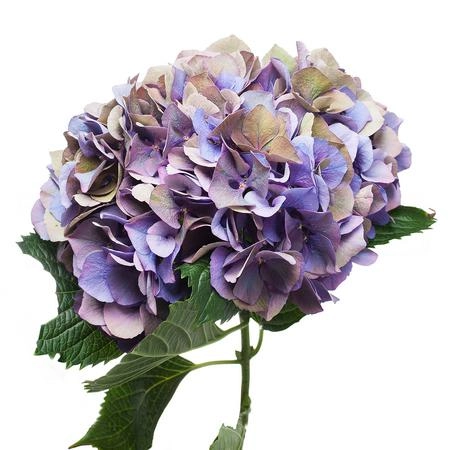 Hydrangea glowing alps classic purple