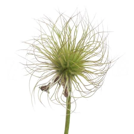 Pulsatilla vulgaris (seet fluff)