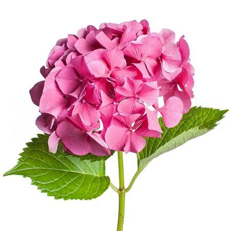 Hydrangea dark pink barbara