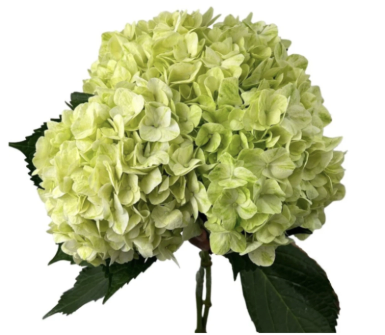 Hydrangea premium green pale