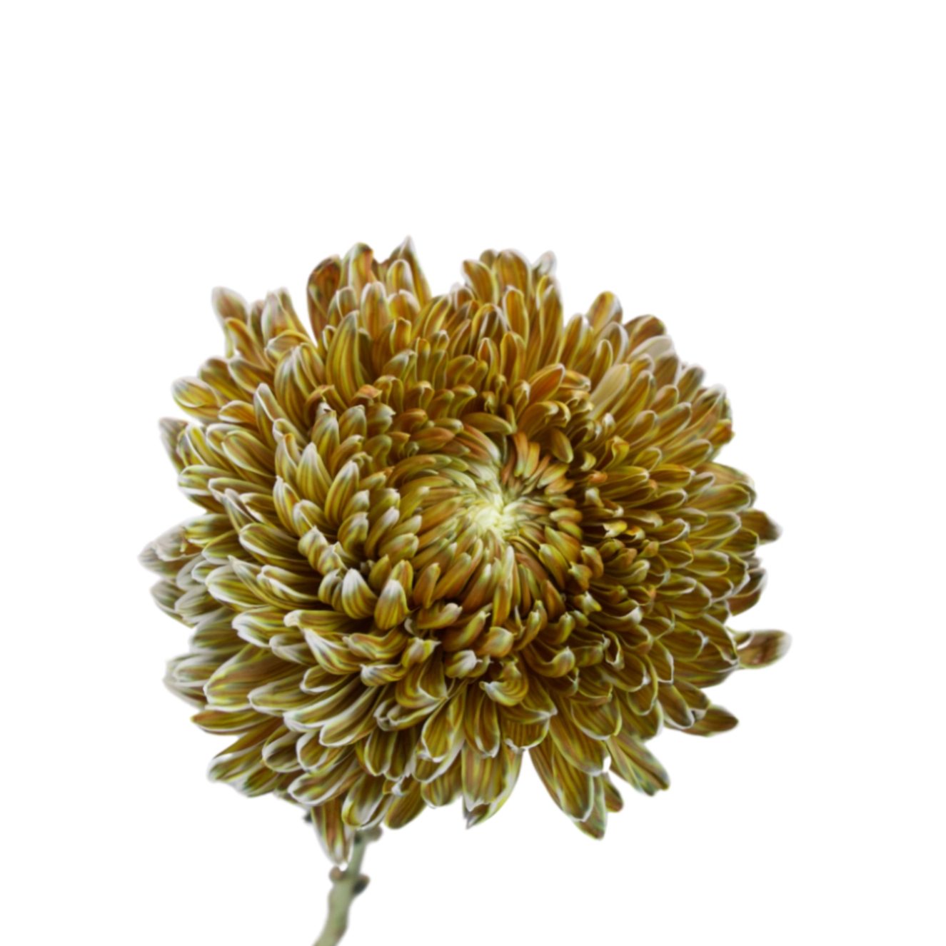 Chrysanthemum single tinted caramel | Wholesale flowers, plants and supplies Chrysanthemum single tinted caramel