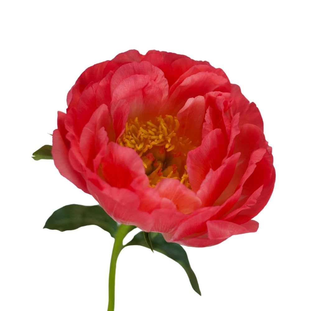 Paeonia coral sunset | Wholesale flowers, plants and supplies Paeonia coral sunset